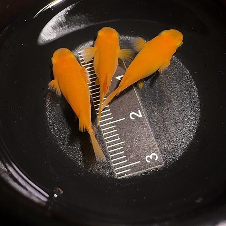 青鳉鱼一物一拍416