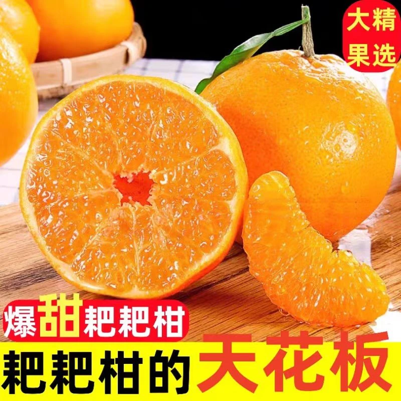 《坏果包赔》四川春见耙耙柑当季时令新鲜水果头茬现摘现发