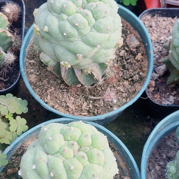 草球嫁接草球开花