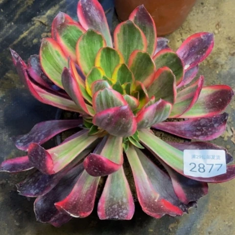 红魔女多肉植物2877