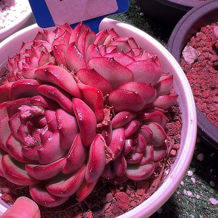 15.91万宝龙带盆一