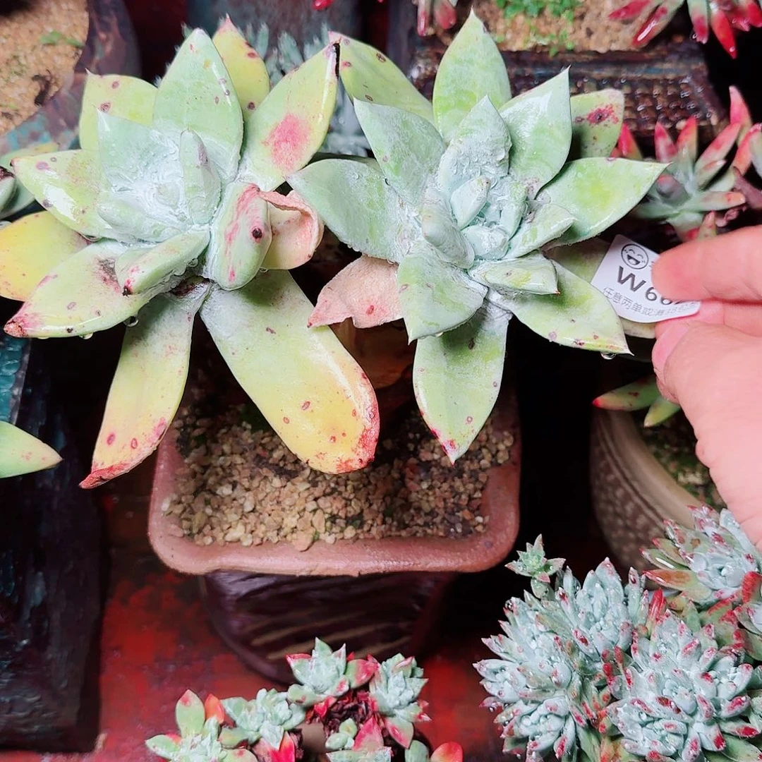 6627赛丽娜仙女多肉