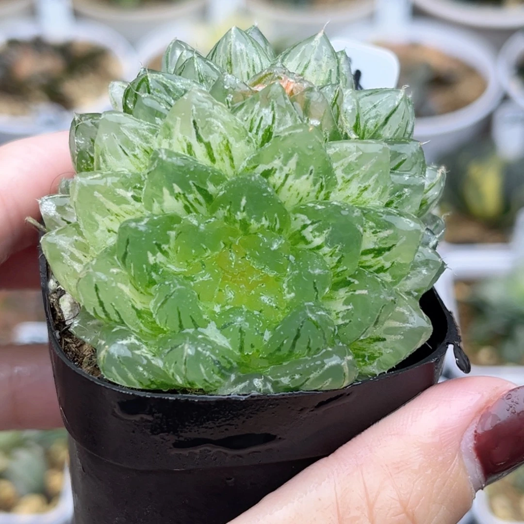 4双头翠云锦福利专场