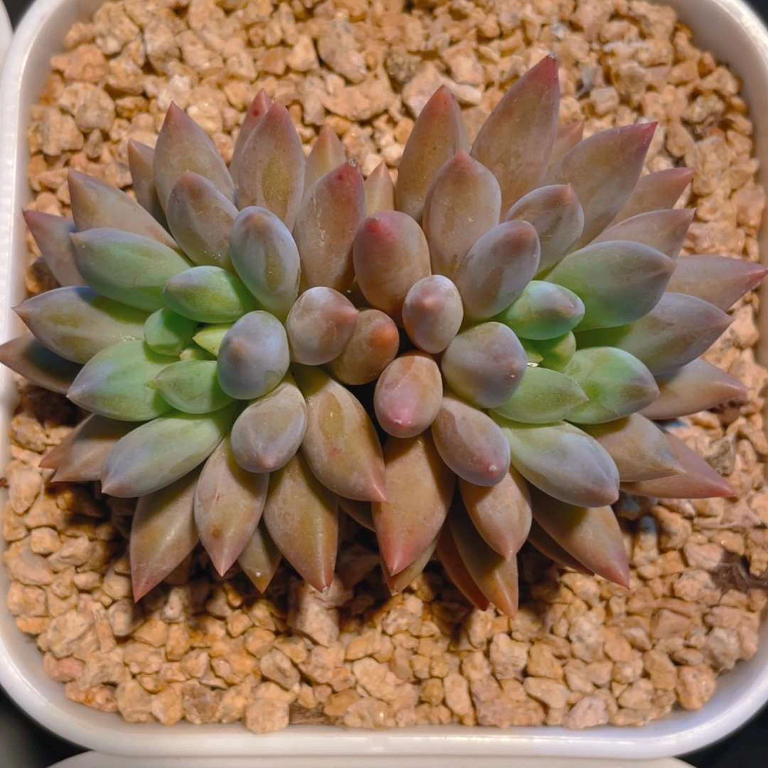 水晶球多肉植物一棵