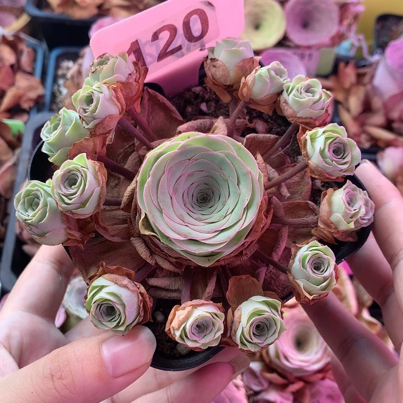 【闪购商品】福利120