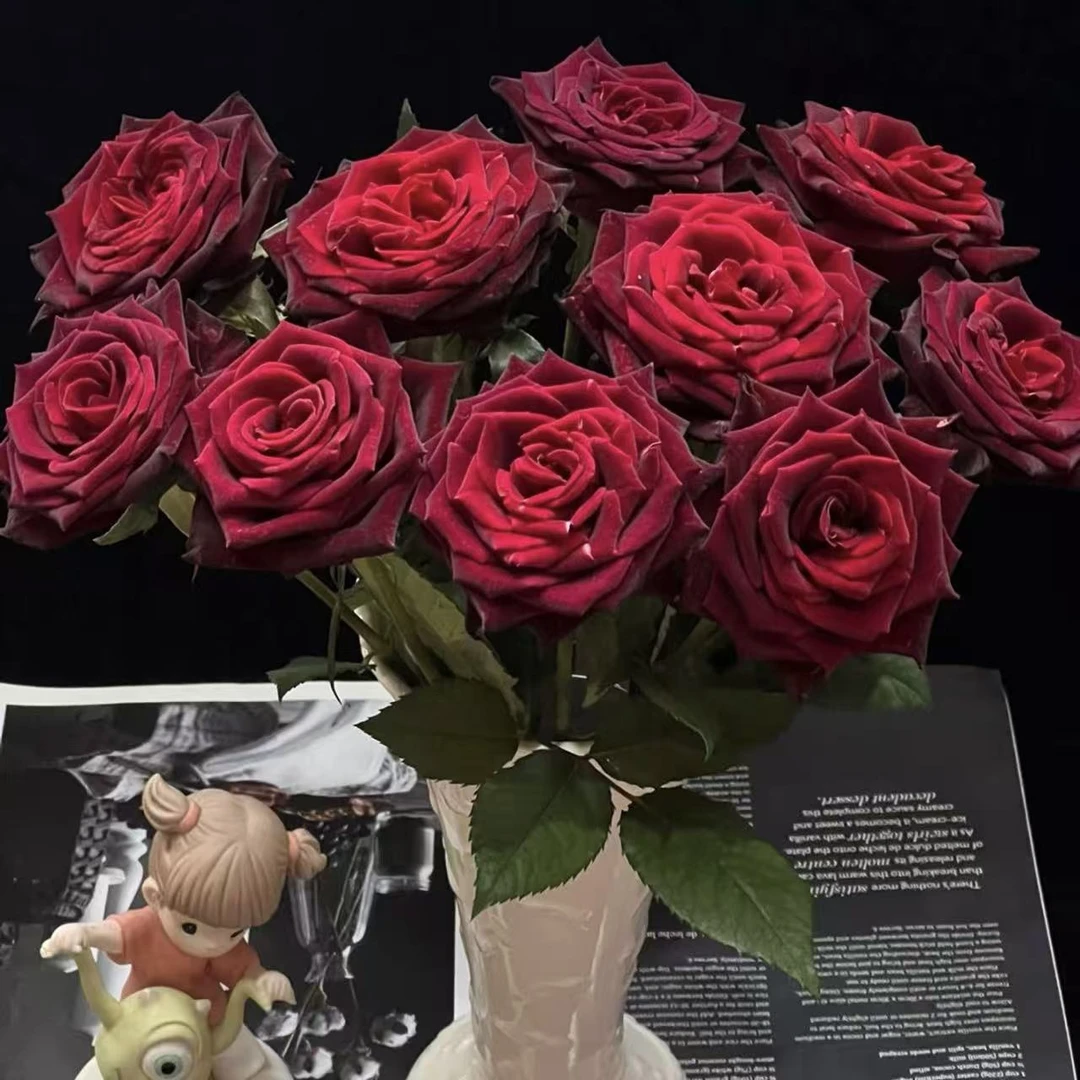 【花之物语】黑金单头玫瑰 包邮