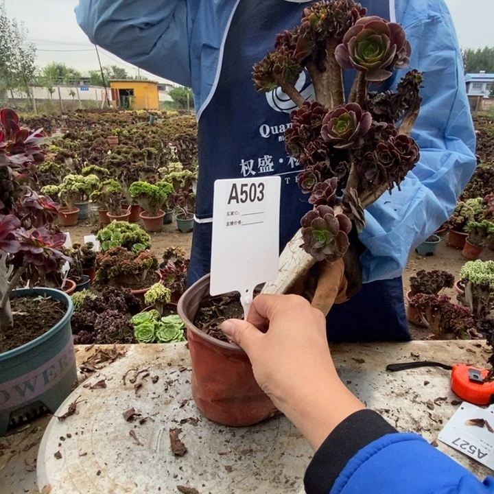 清****503欧缀化老桩老桩老员工