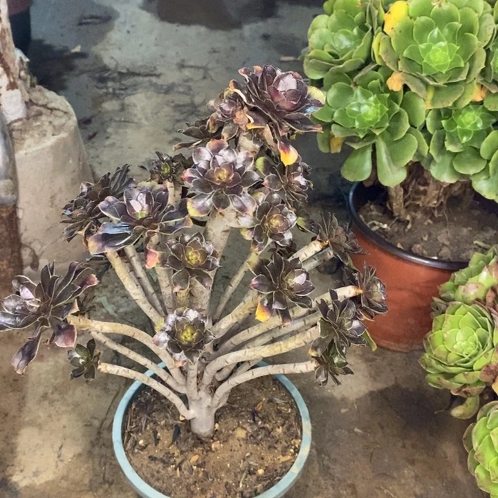 灰法多肉植物66。