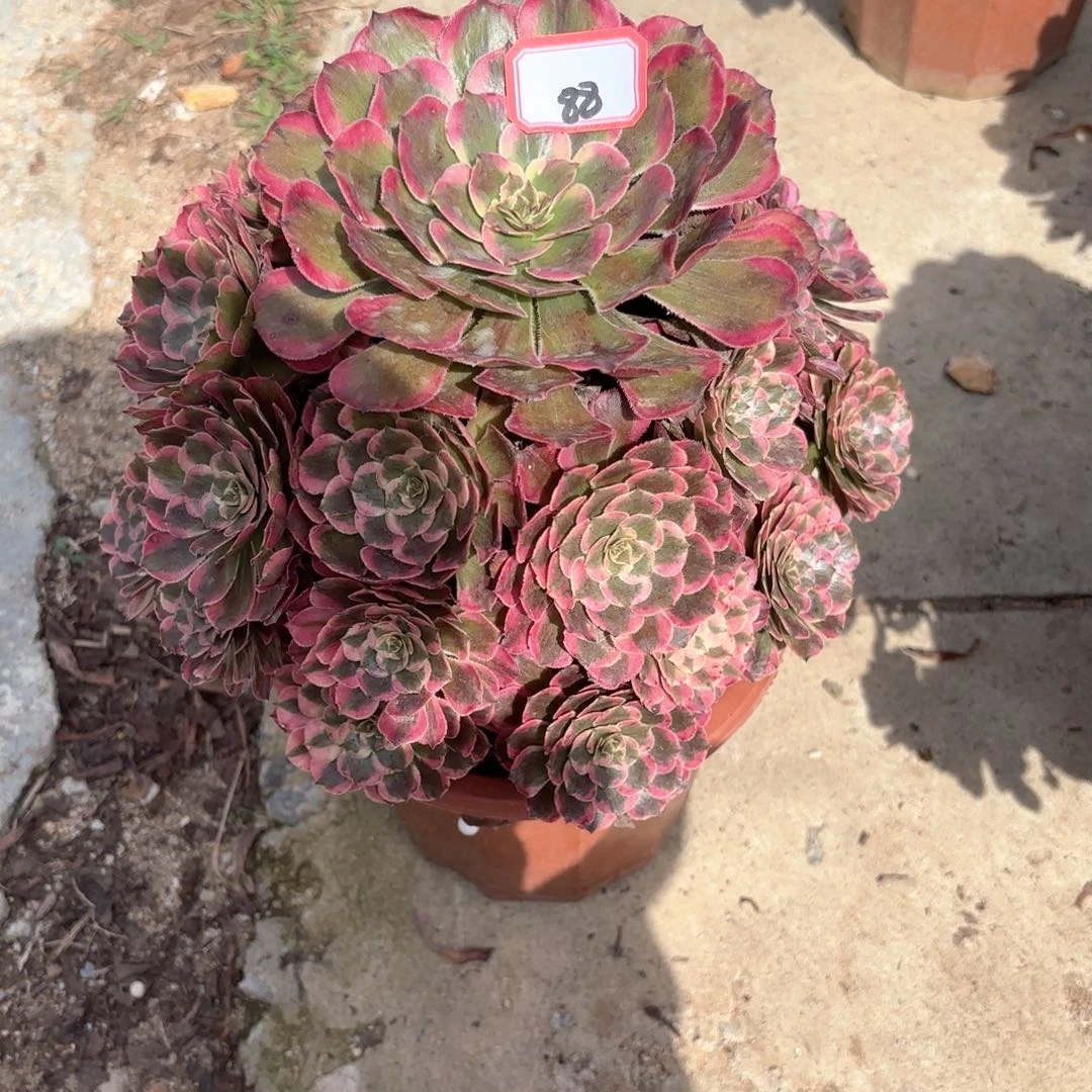 全部花朵88霁月多肉植物