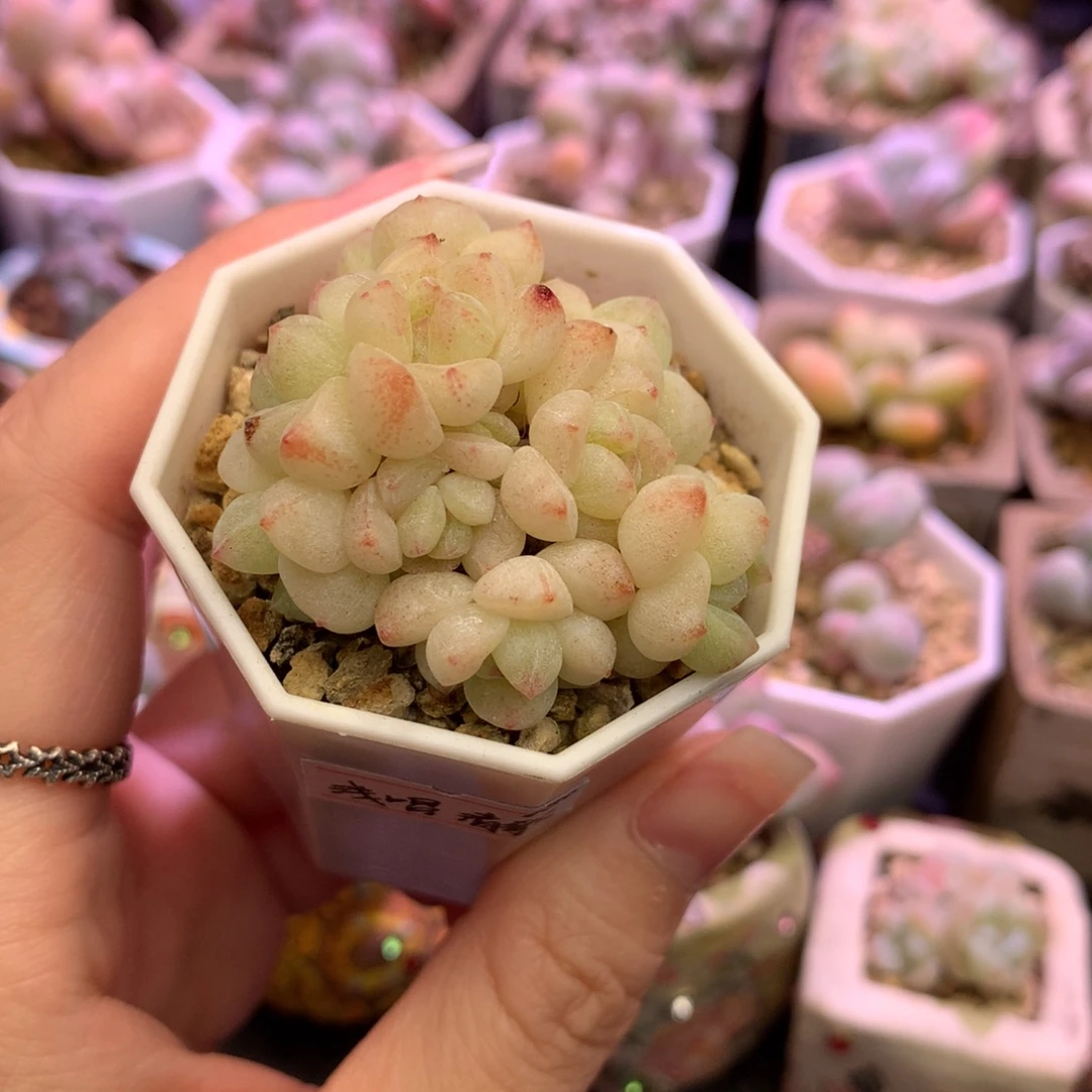 多肉植物一物一拍 冰玉 情歌