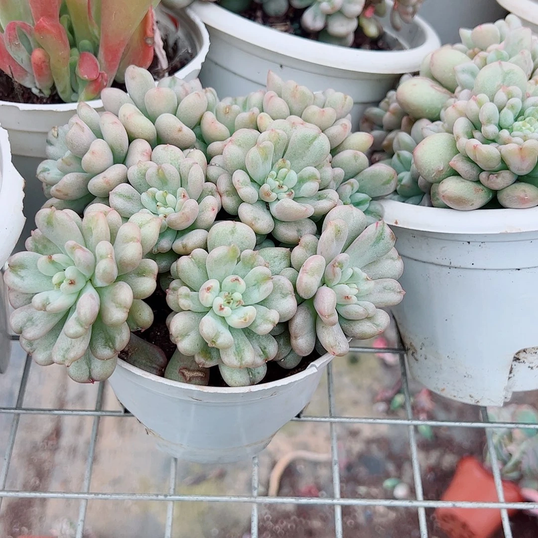 比尔盖茨多头造型