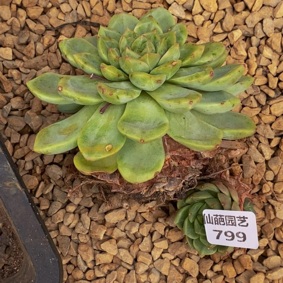 熊***白799多肉植物我都