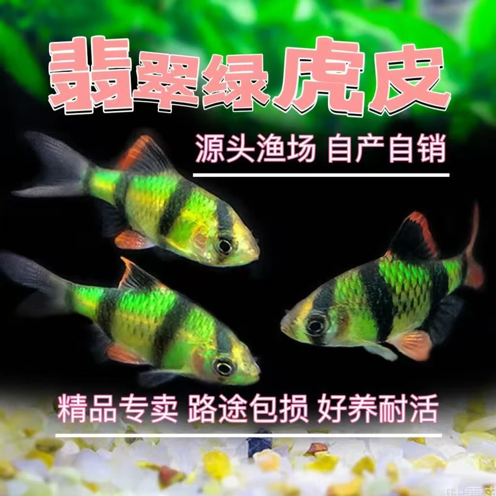 精品绿虎皮观赏鱼  包邮