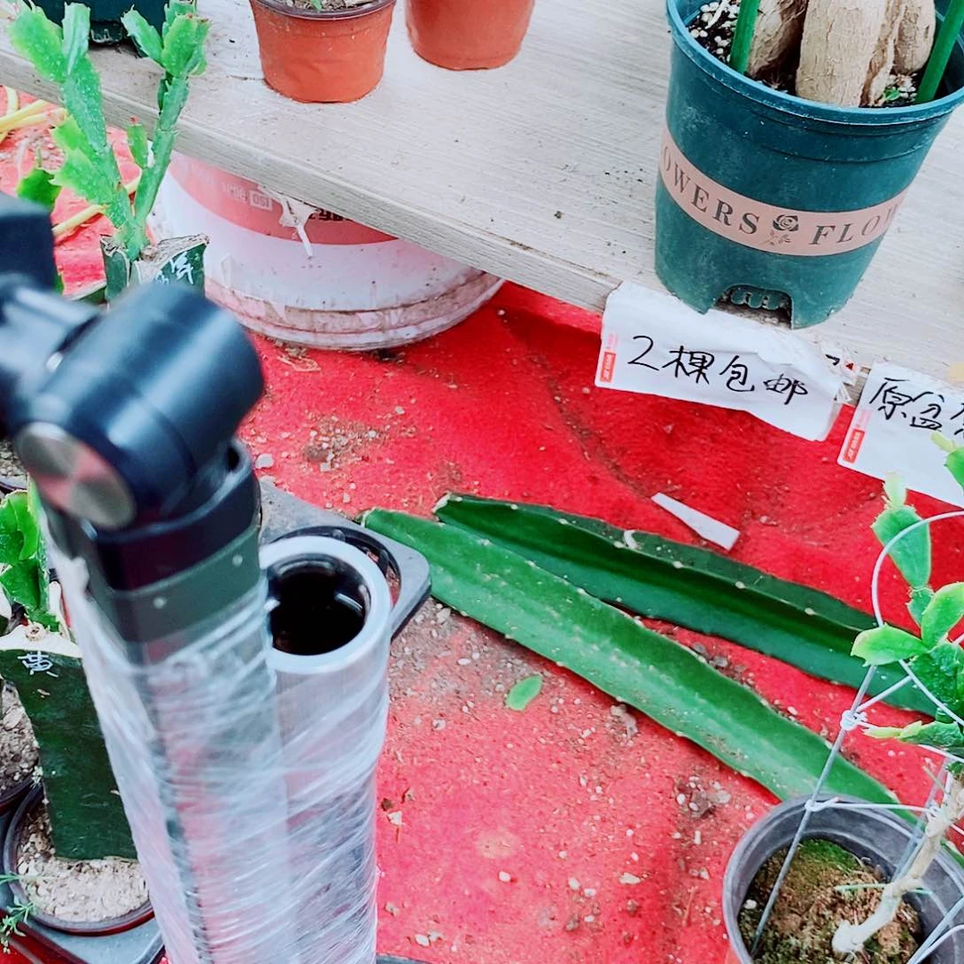 用***6无花朵三色羽毛月之桂