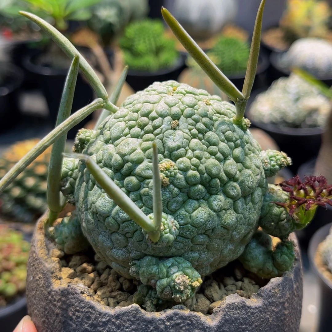 凝蹄玉xmmmmmmmmmmmm