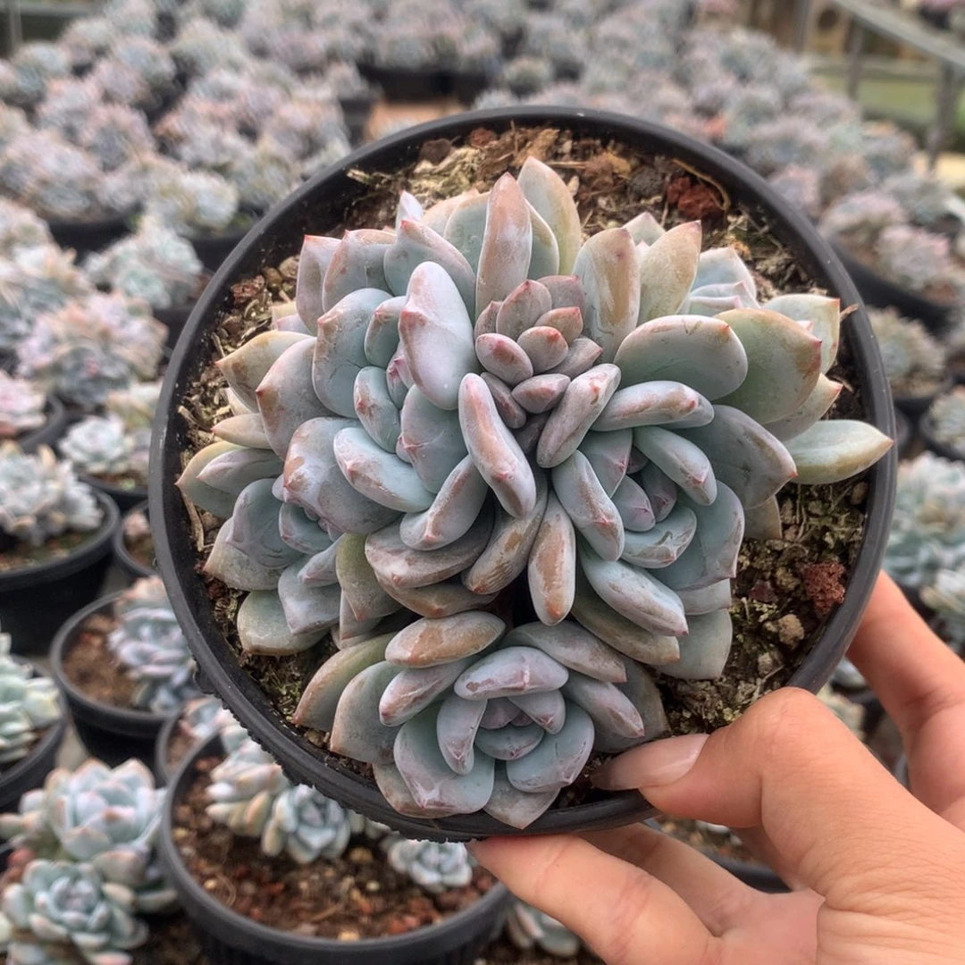 石榴籽无砍趴地六头