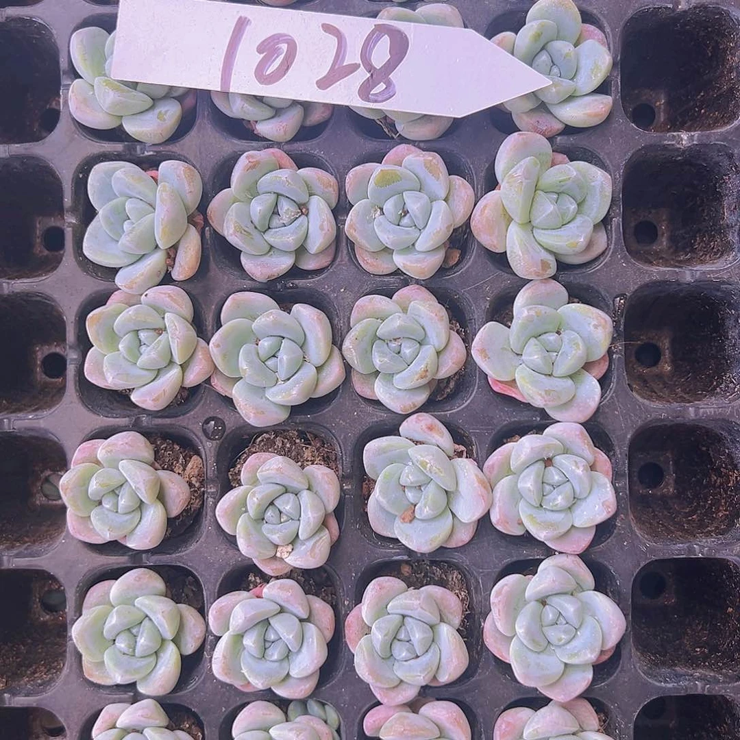 1028！32颗全单头奶油冰玉！