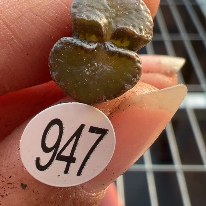 947好11111111111111