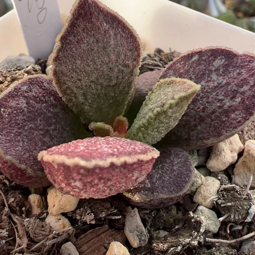 实生新品多肉植物水泡