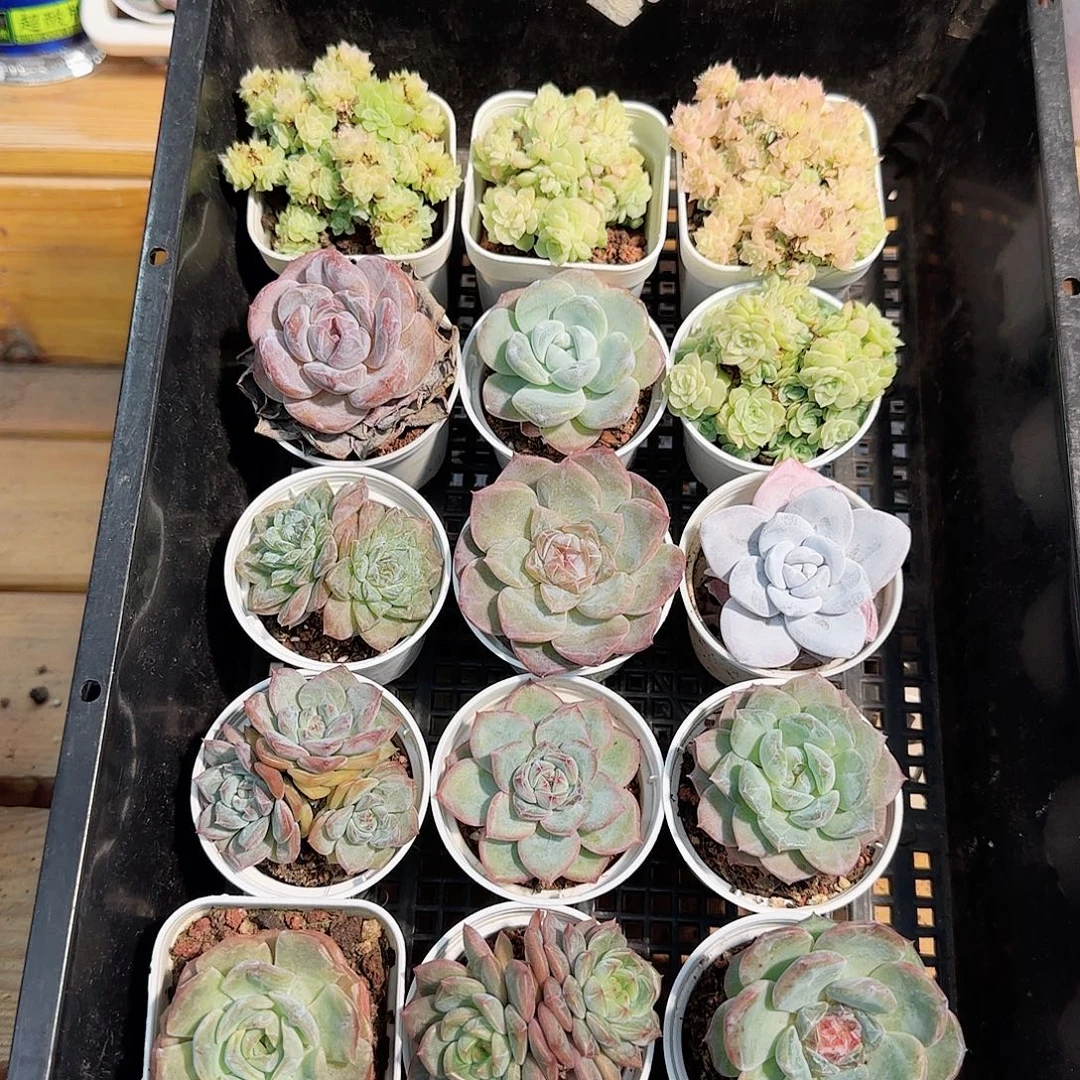 多肉框拍1023--40