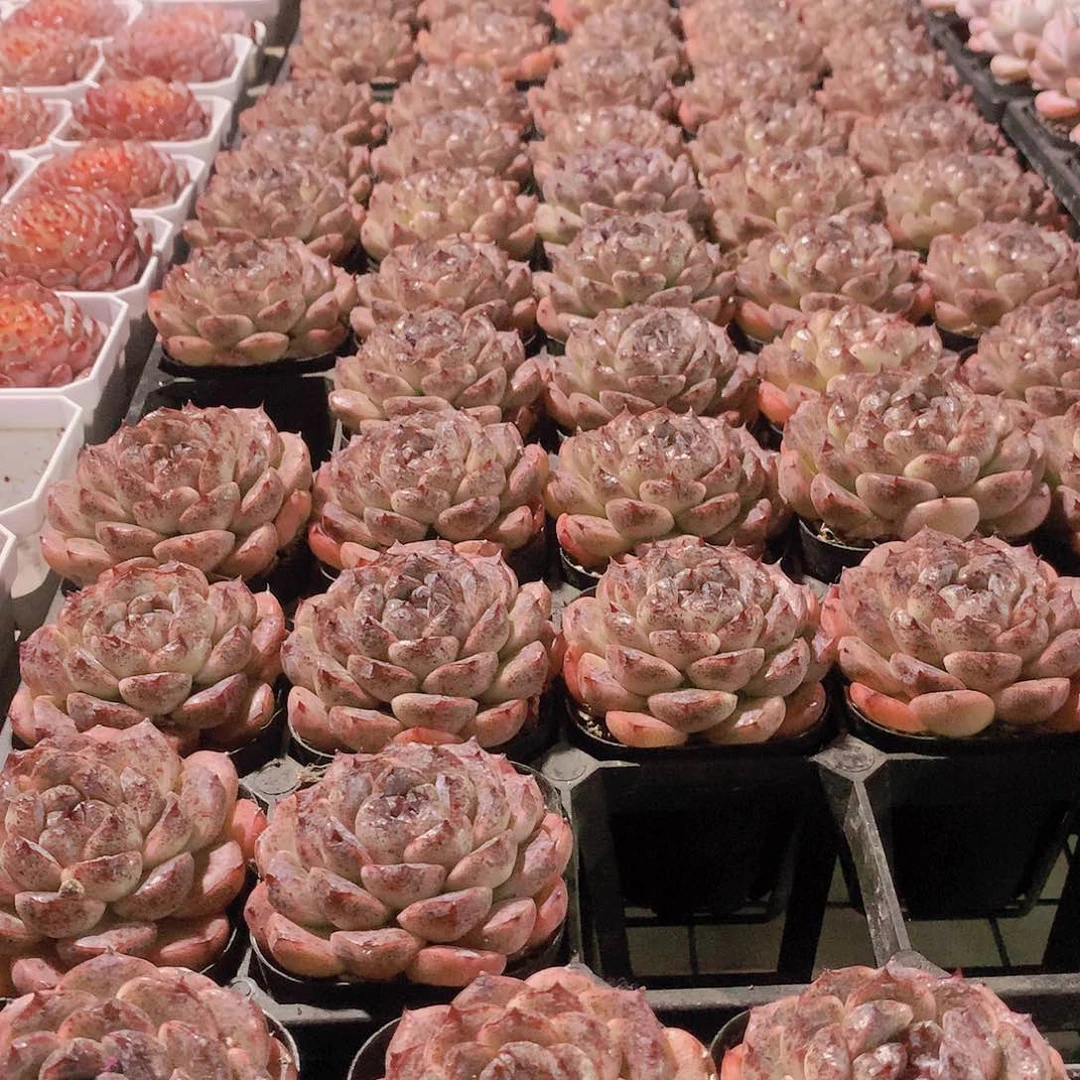 黑森林9484648484948484