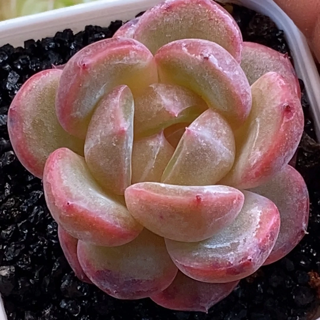 天官赐福百无禁忌