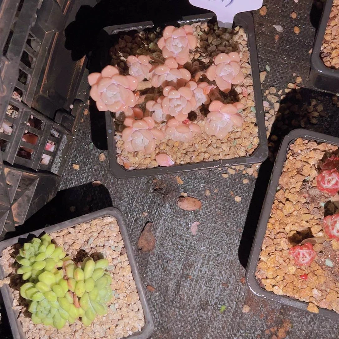 茉**。1213克洛依48。。。