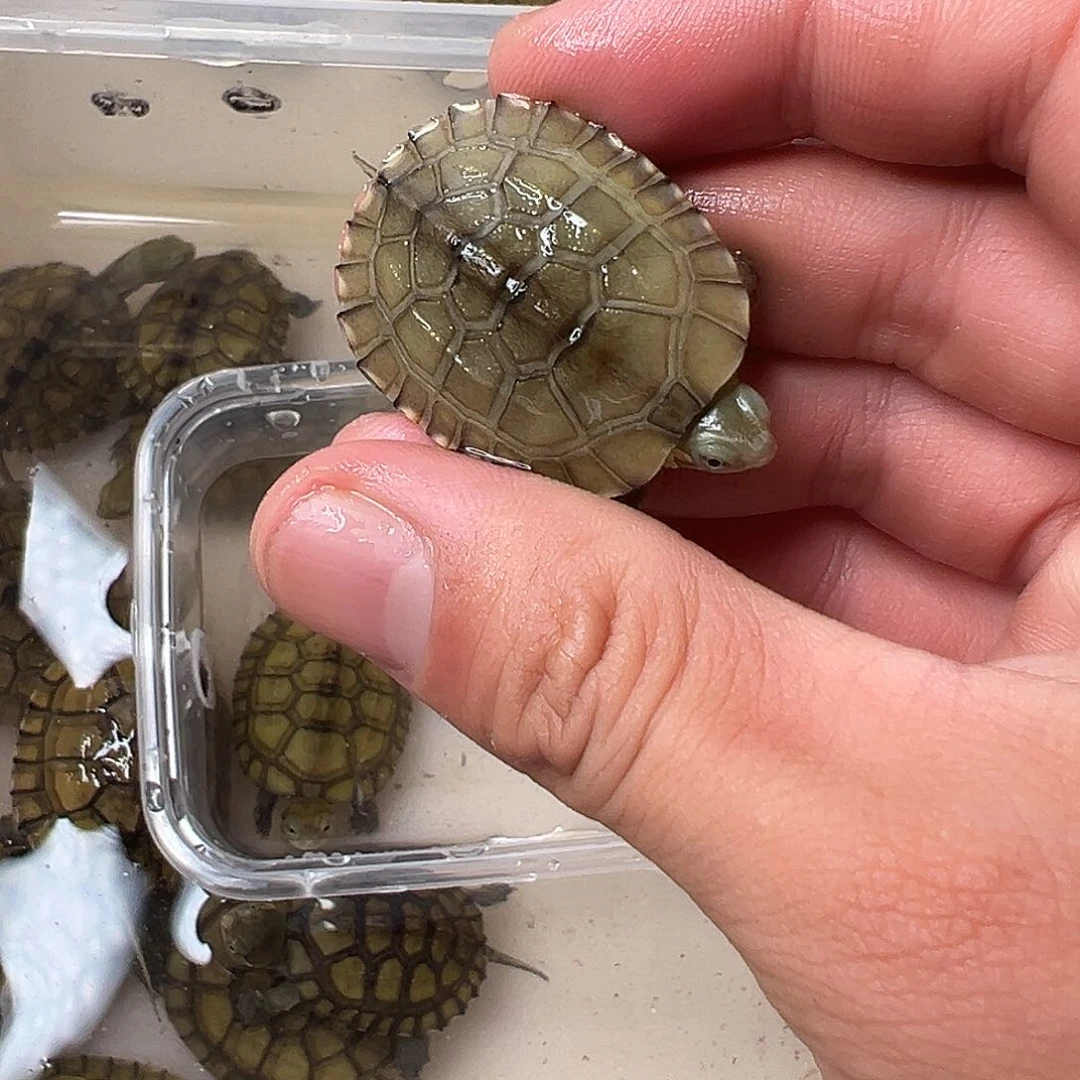 母绿毛龟懒****3号9.9