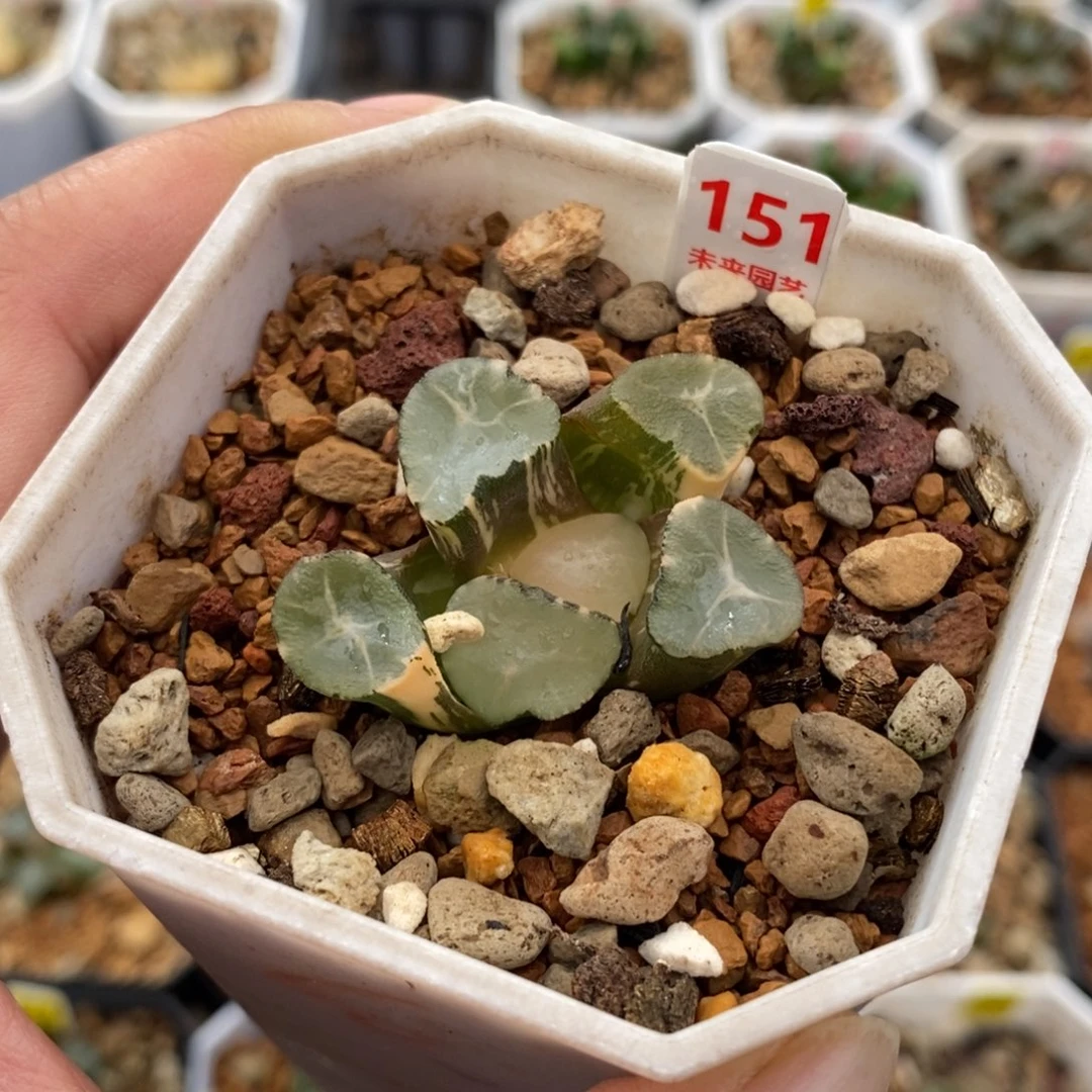 151山之翠万象锦一物一图