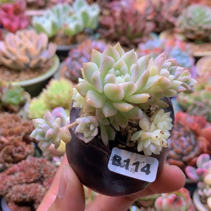 一物一拍含盆土满38包邮B114