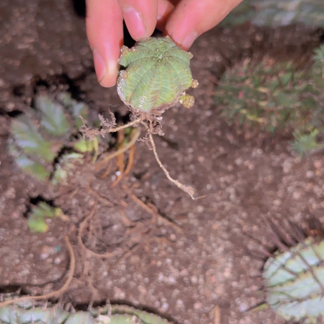 I***a块根植物块根植物
