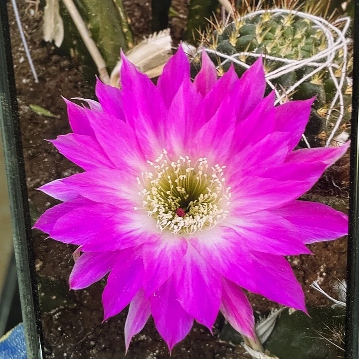 红颜丽华侧芽歪5公分以上满18包邮