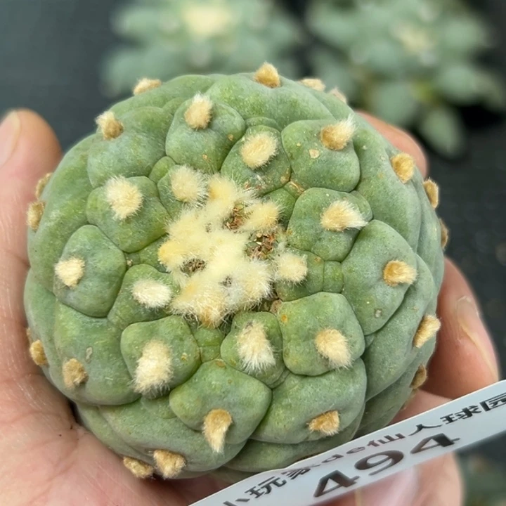 494仙人球的故事是