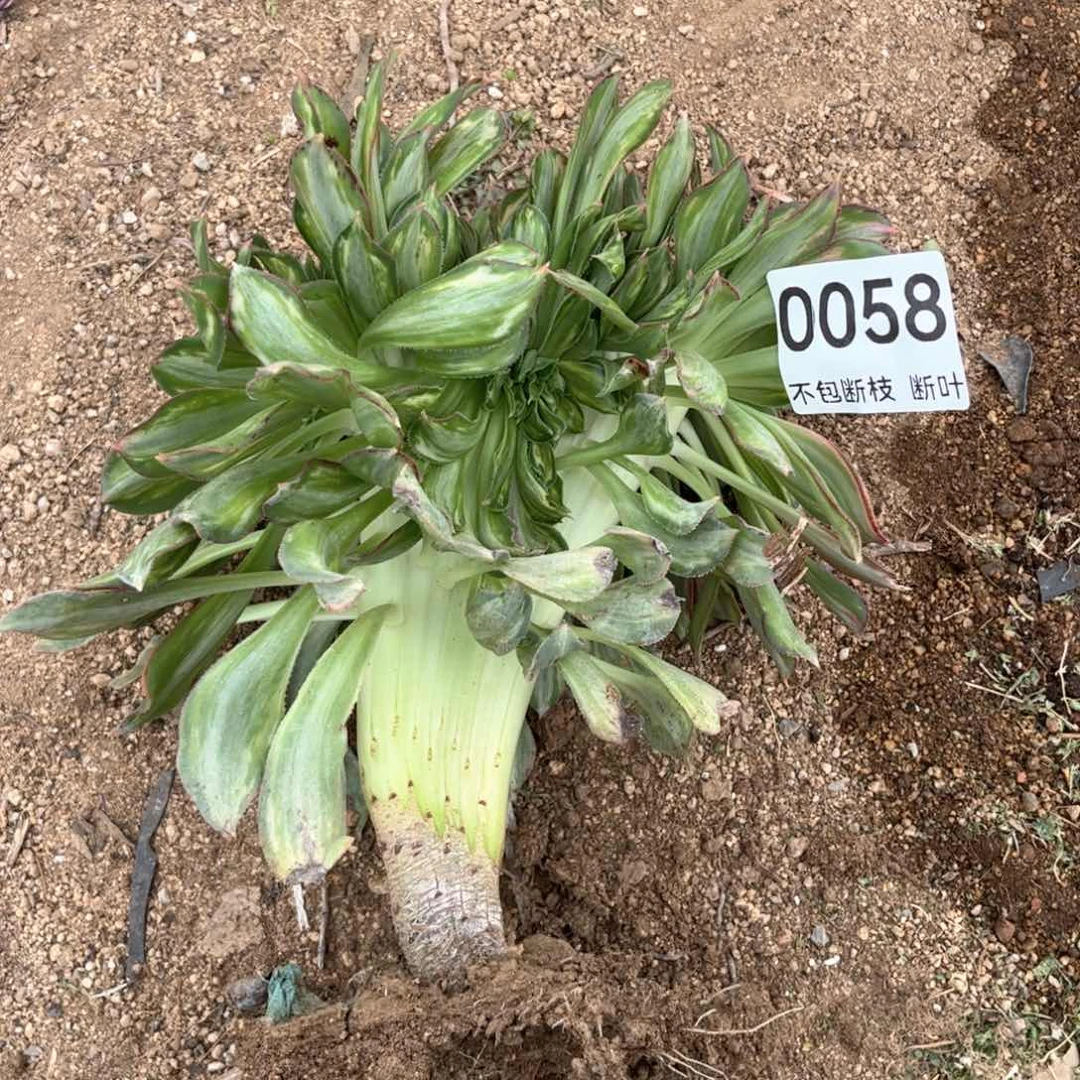 黄中班缀化，脱土发货