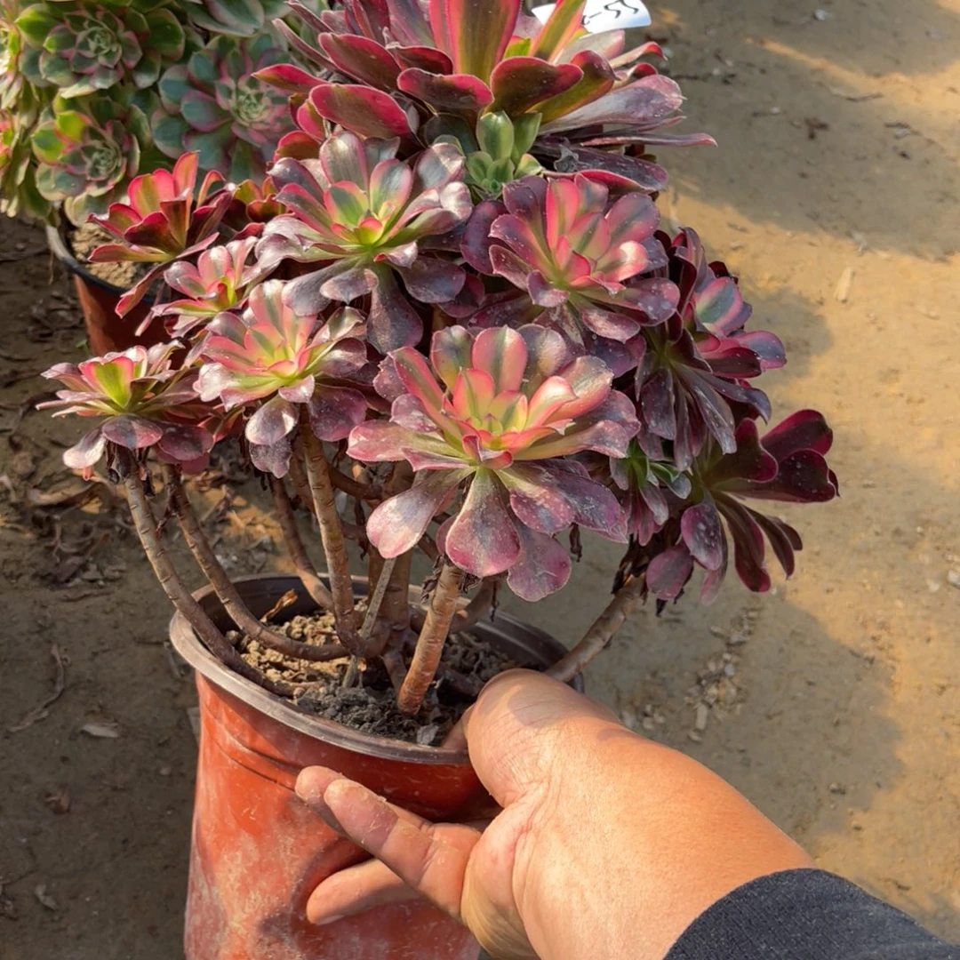 11-4-55美杜莎法师锦