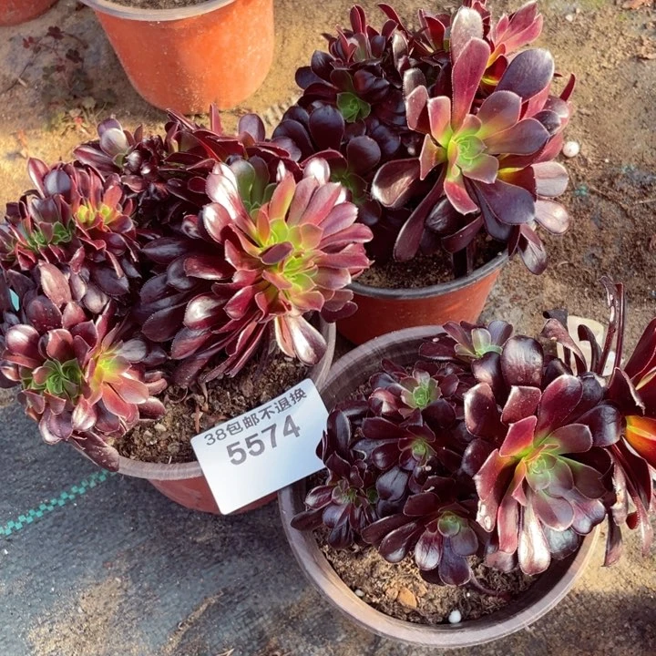 5574，欧紫缀朵朵3颗迷你