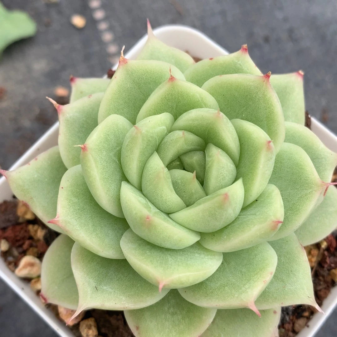 0704-09 麦杆优选