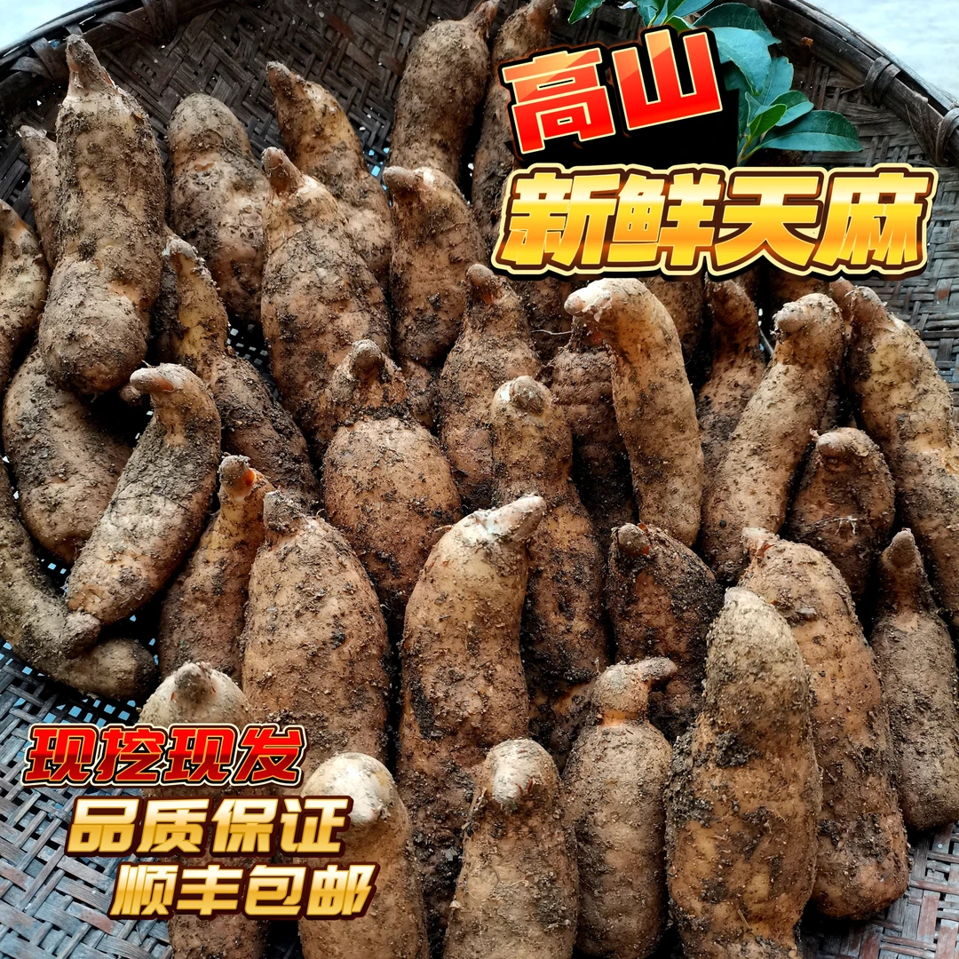 秦岭高山新鲜现挖现发正宗非云南昭通天麻直播第一名新鲜天麻