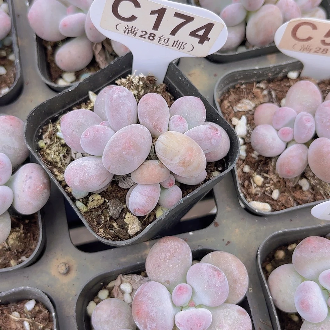 C174彩虹奶一物一拍