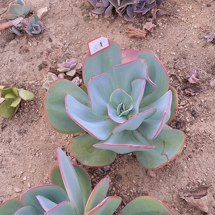 略*布鲁克林的兰26杠20