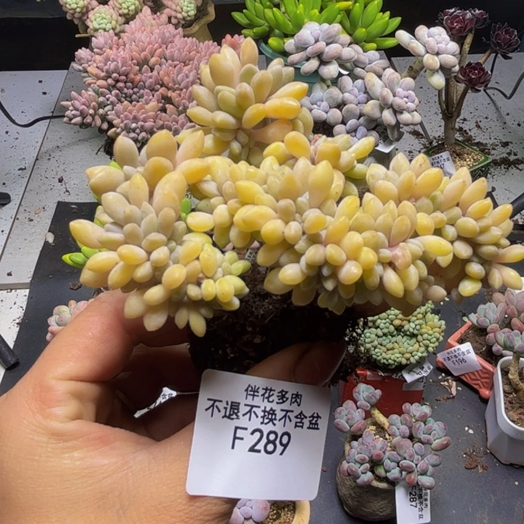 屁桃奶酪缀289/8cm多肉