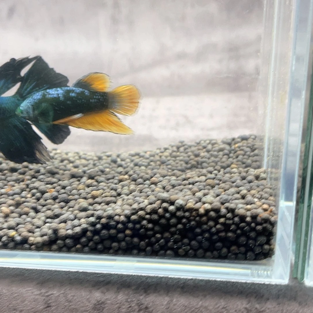 斗鱼不包邮首单补10运19