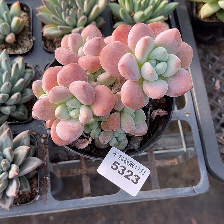 阿雅园艺。        5323洛神