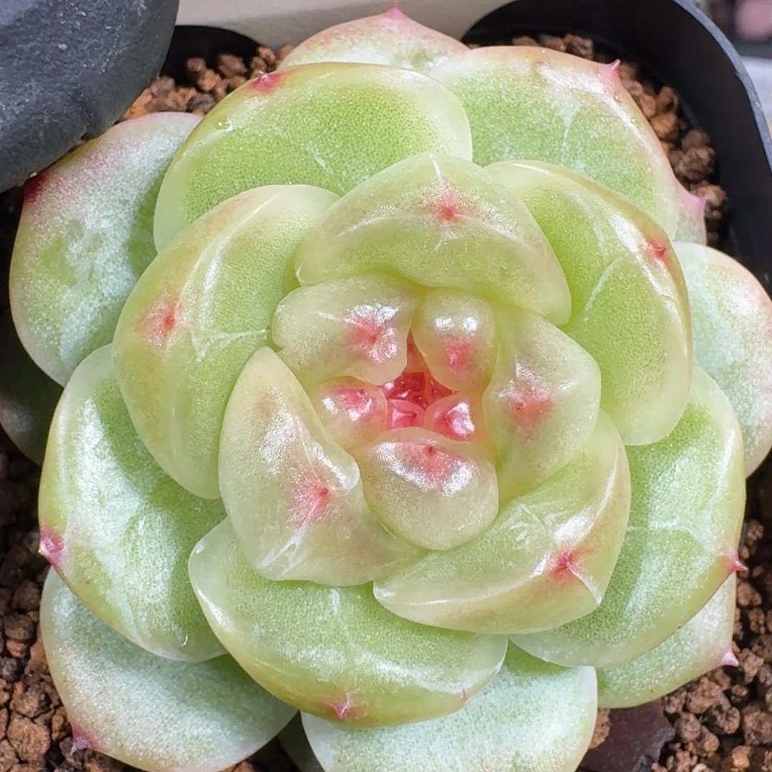 0927-205-花想容单头