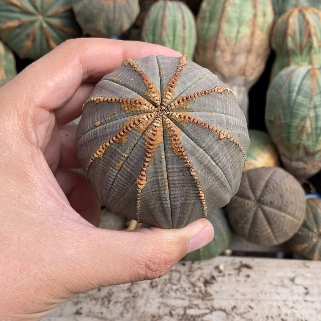 36 欧系实生布纹球多肉植物