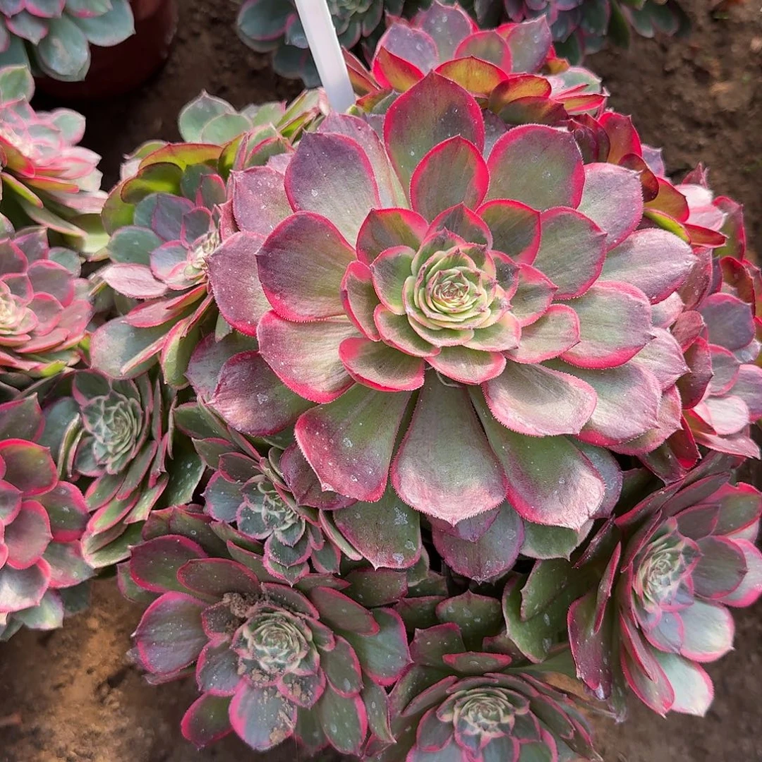 4529粉花夭多肉法师多肉