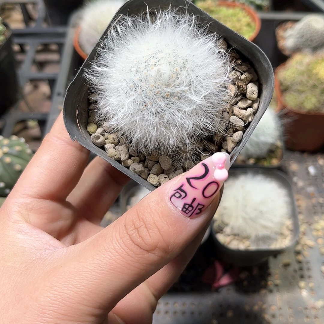 小*24727一物一拍单头发货