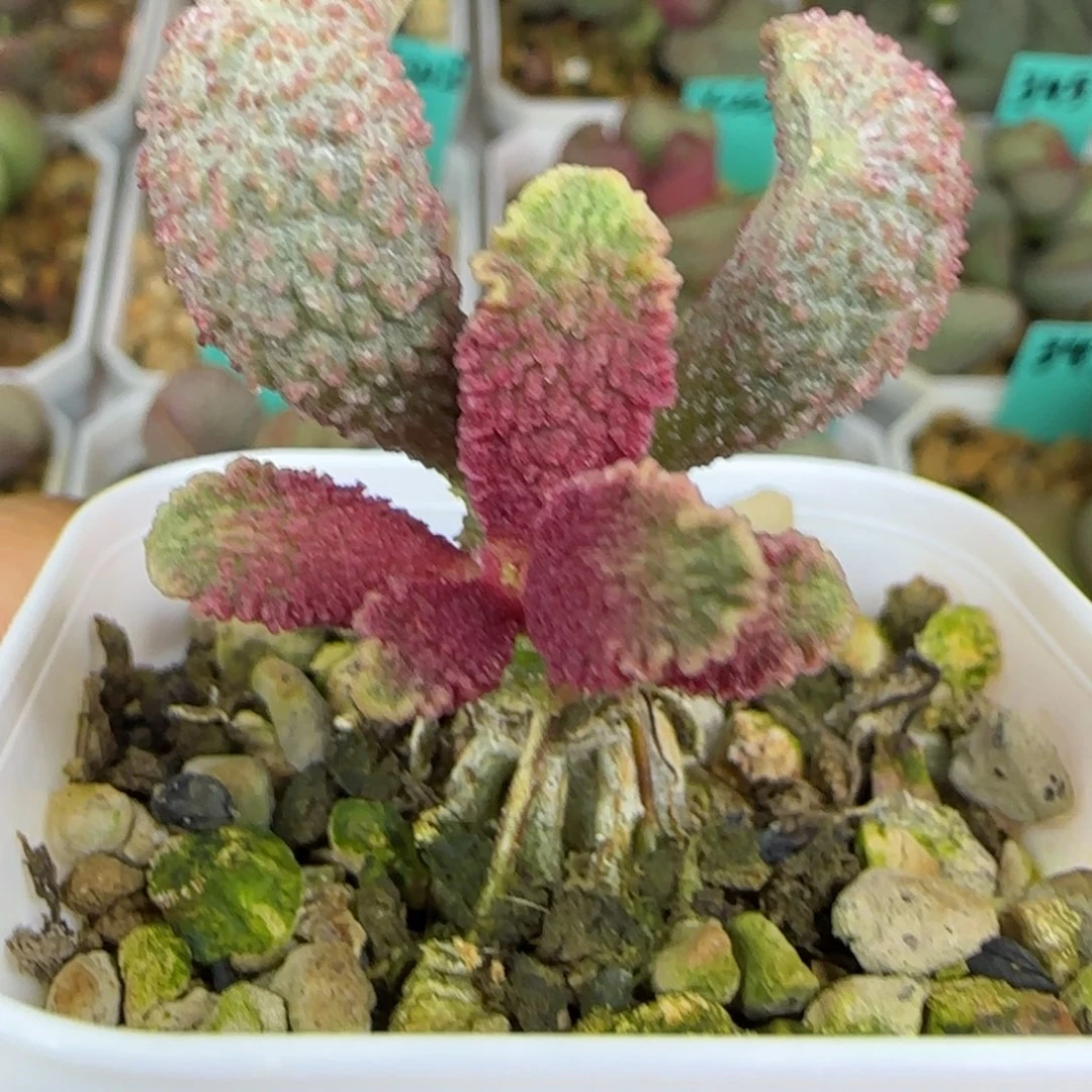 实生桩，带盆发，五方盆