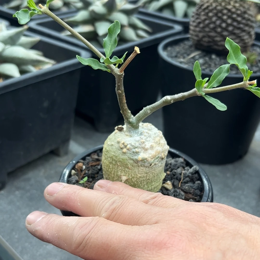 小*火星人66668888888