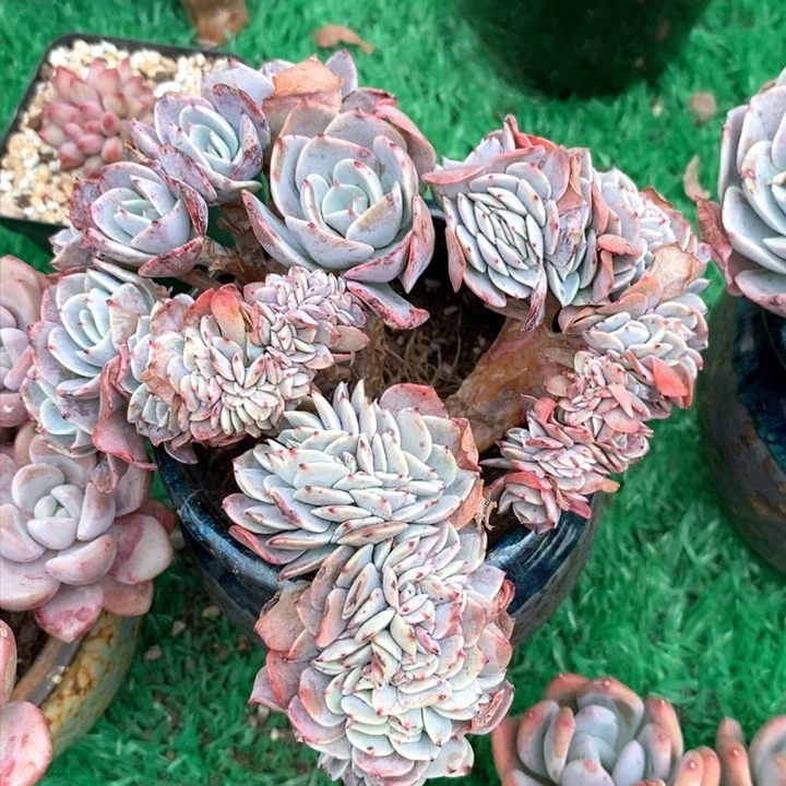 半*紗蓝粉台阁缀化整无砍多肉
